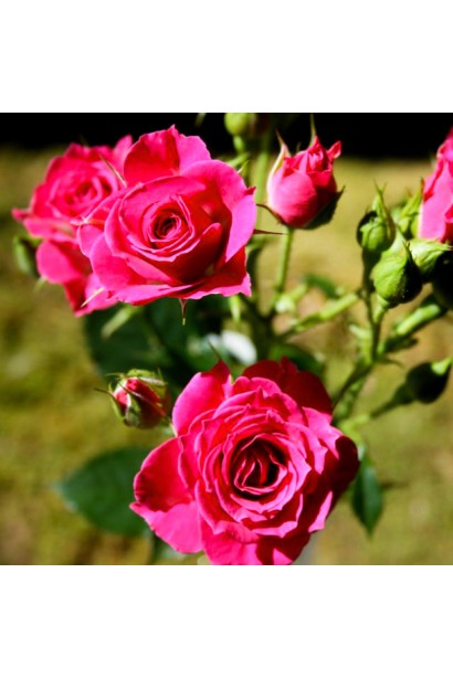 Роза спрей Лавли Лидия (лилово-розовая)